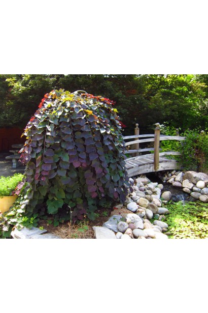 Церцис Рубі Фолс – декоративне дерево